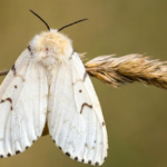 Top 10 Facts about Spongy Moth