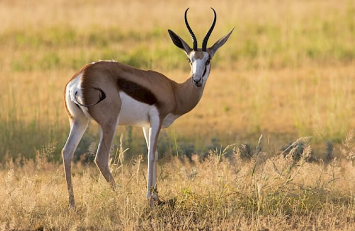 Top 10 Facts about Springbok