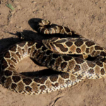 Top 10 Facts about Yarara Snake