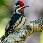 Top 10 Facts about Yellow Bellied Sapsucker