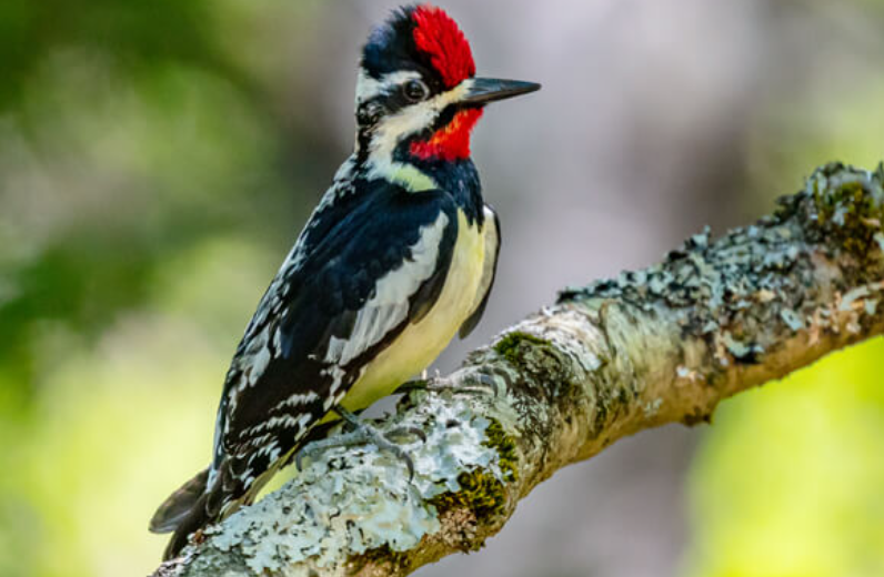 Top 10 Facts about Yellow Bellied Sapsucker