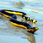 Top 10 Facts about Yellow-Bellied Sea Snake