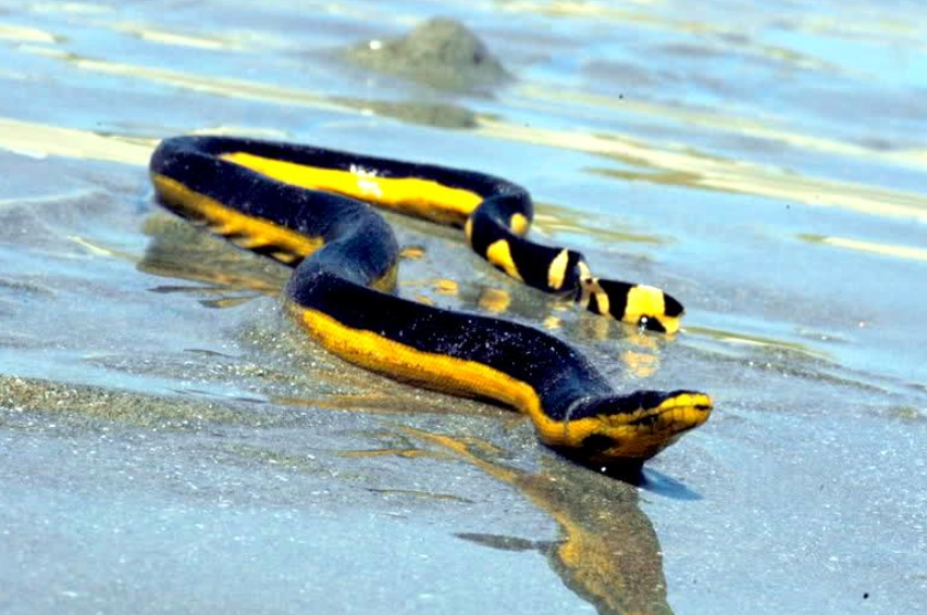 Top 10 Facts about Yellow-Bellied Sea Snake