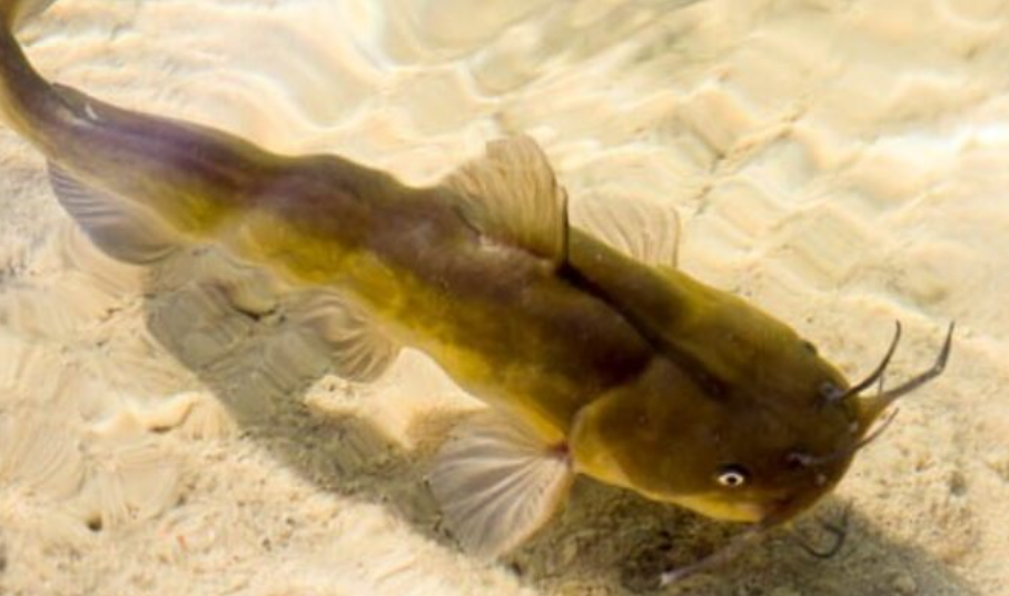 Top 10 Facts about Yellow Bullhead Catfish