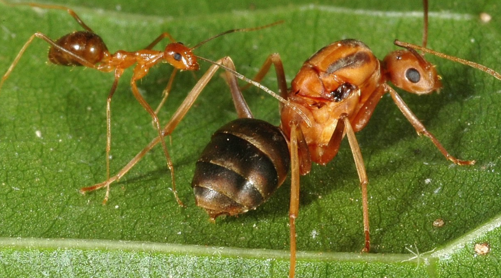 Top 10 Facts about Yellow Crazy Ant