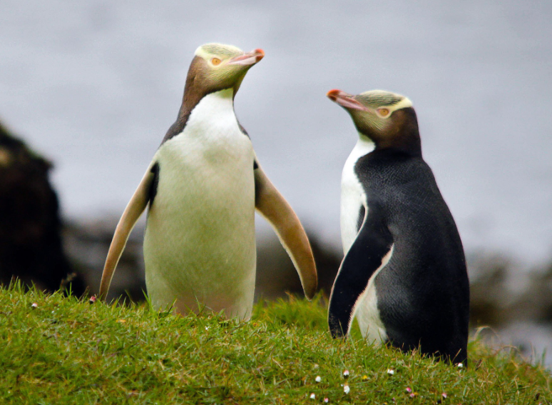 Top 10 Facts about Yellow-Eyed Penguin