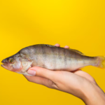 Top 10 Facts about Yellow Perch