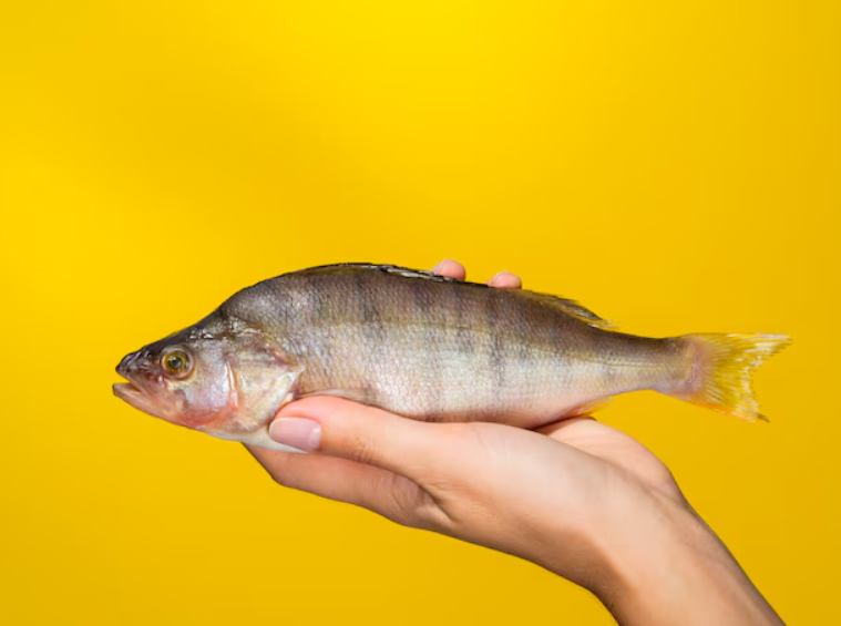 Top 10 Facts about Yellow Perch