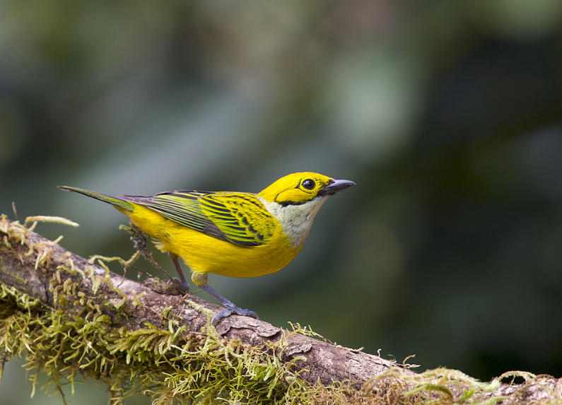 Top 10 Facts about Yellow Tanager