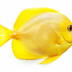 Top 10 Facts about Yellow Tang