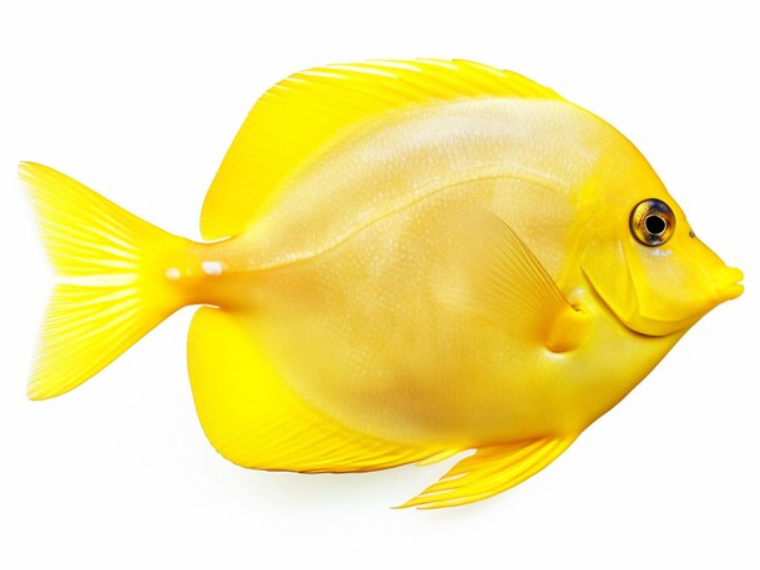 Top 10 Facts about Yellow Tang