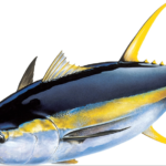 Top 10 Facts about Yellowfin Tuna