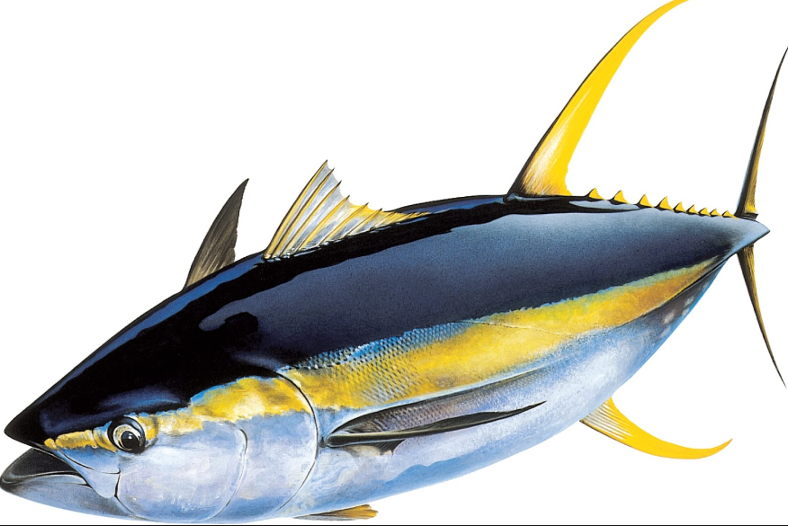 Top 10 Facts about Yellowfin Tuna