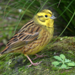 Top 10 Facts about Yellowhammer