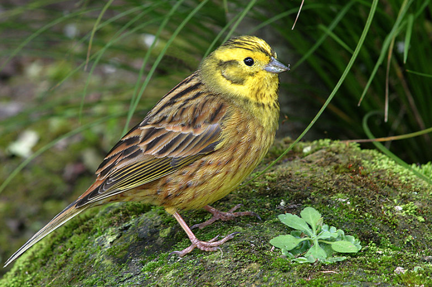 Top 10 Facts about Yellowhammer