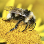 Top 10 Facts about Yellowish Cuckoo Bumblebee