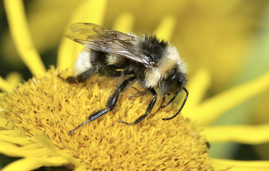 Top 10 Facts about Yellowish Cuckoo Bumblebee