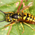 Top 10 Facts about Yellowjacket