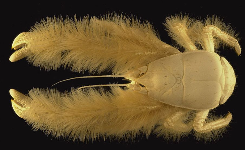 Top 10 Facts about Yeti Crab