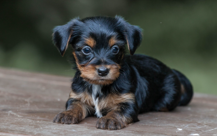 Top 10 Facts about Yorkiepoo