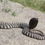 Top 10 Facts about Zebra Spitting Cobra