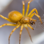 Top 10 facts about Yellow Sac Spider