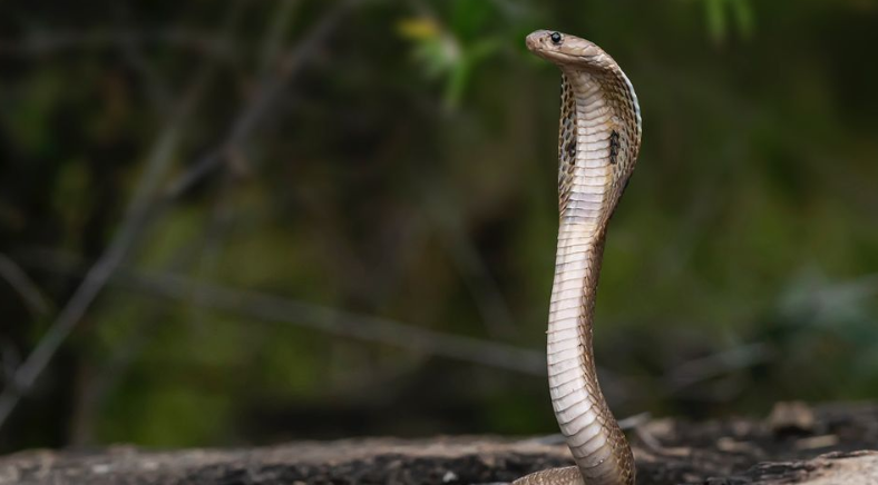 Unique Adaptations of the Spitting Cobra