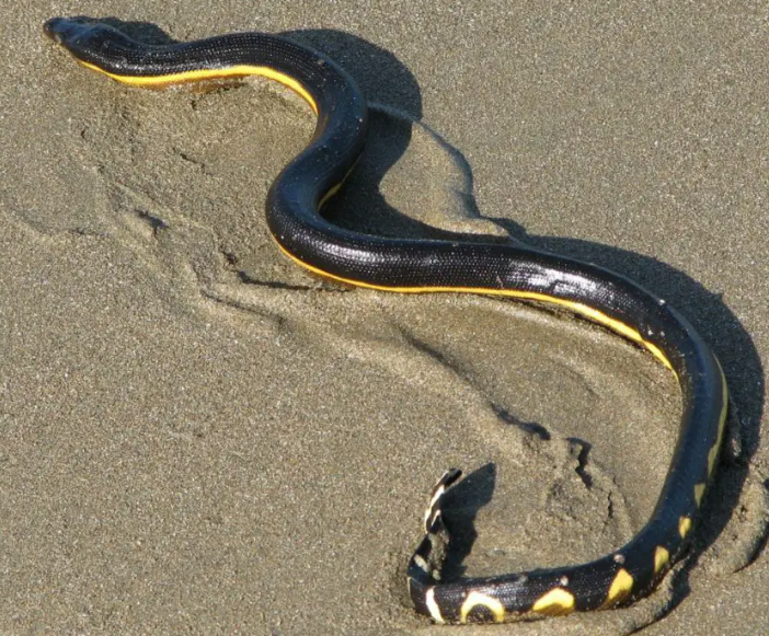 Yellow-Bellied Sea Snake Feeding Behaviors