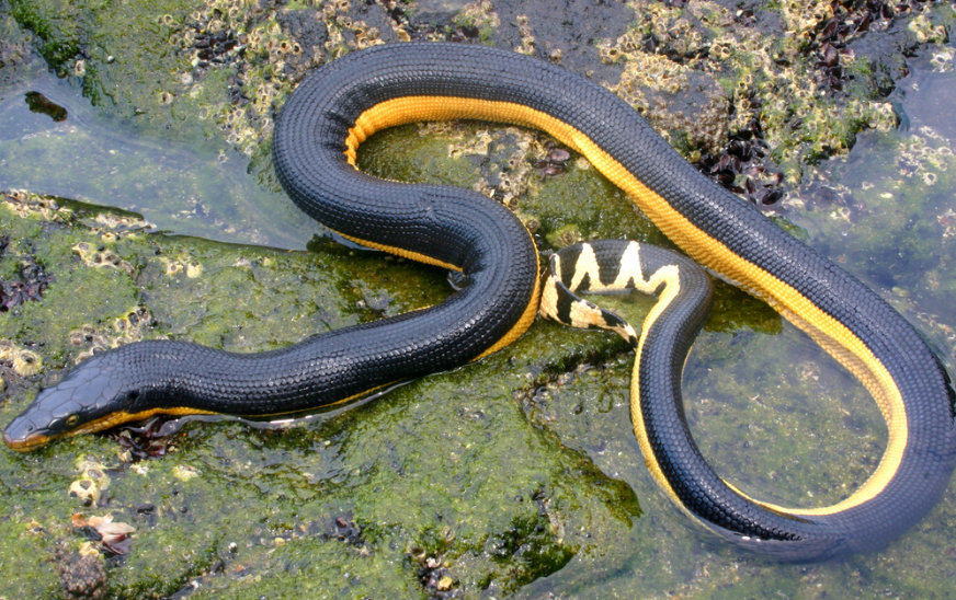 Yellow-Bellied Sea Snake Reproduction