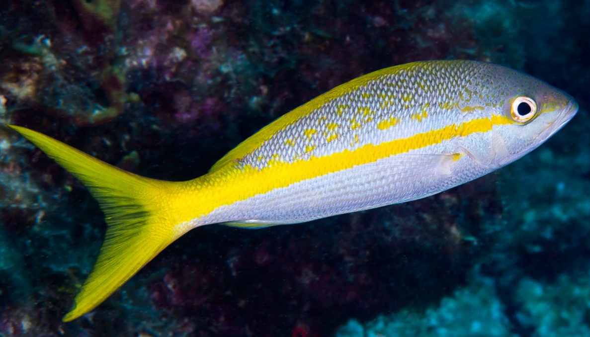 Yellowtail Snapper Distribution and Habitat