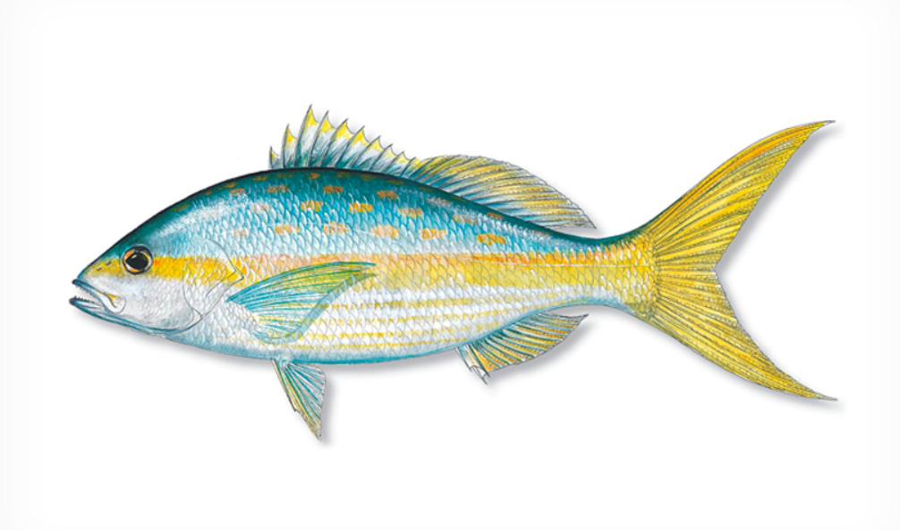 Yellowtail Snapper Sustainability and Conservation