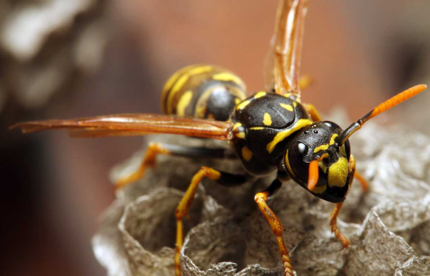 physical characteristics, habitat, behaviour, nutrition, and importance of yellowjackets