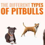 Different Types of Pit bull Dogs