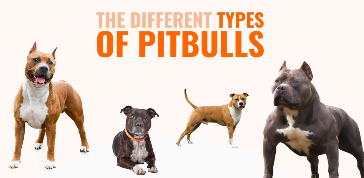 Different Types of Pit bull Dogs