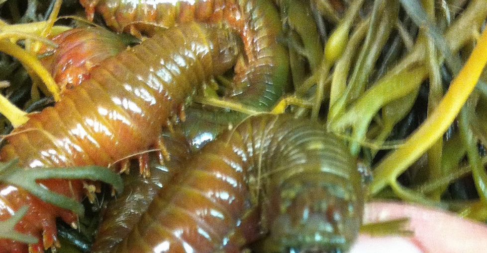 Amazing Facts About Sandworms