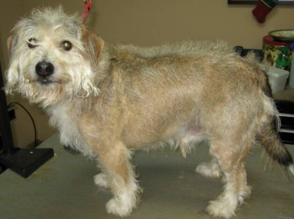 Amazing Facts About Schneagle Dog