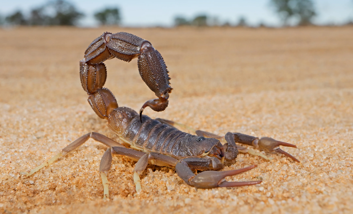 Amazing Facts About Scorpion