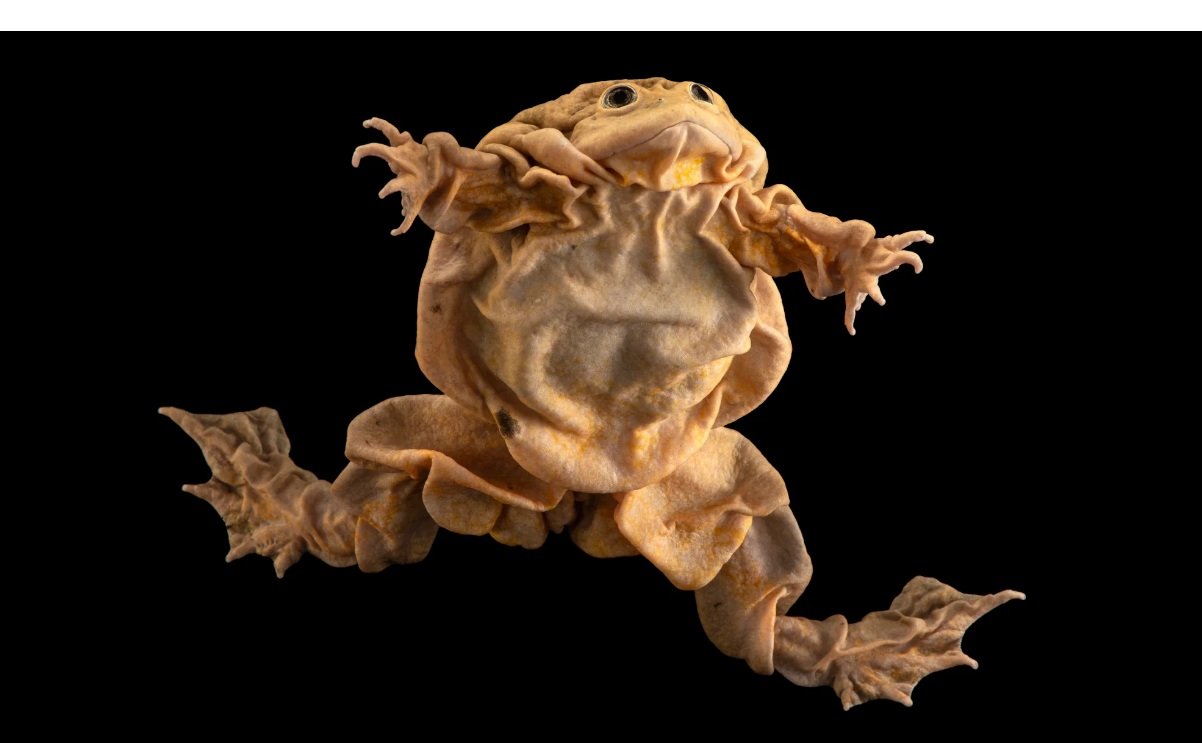 Amazing Facts About Scrotum Frog