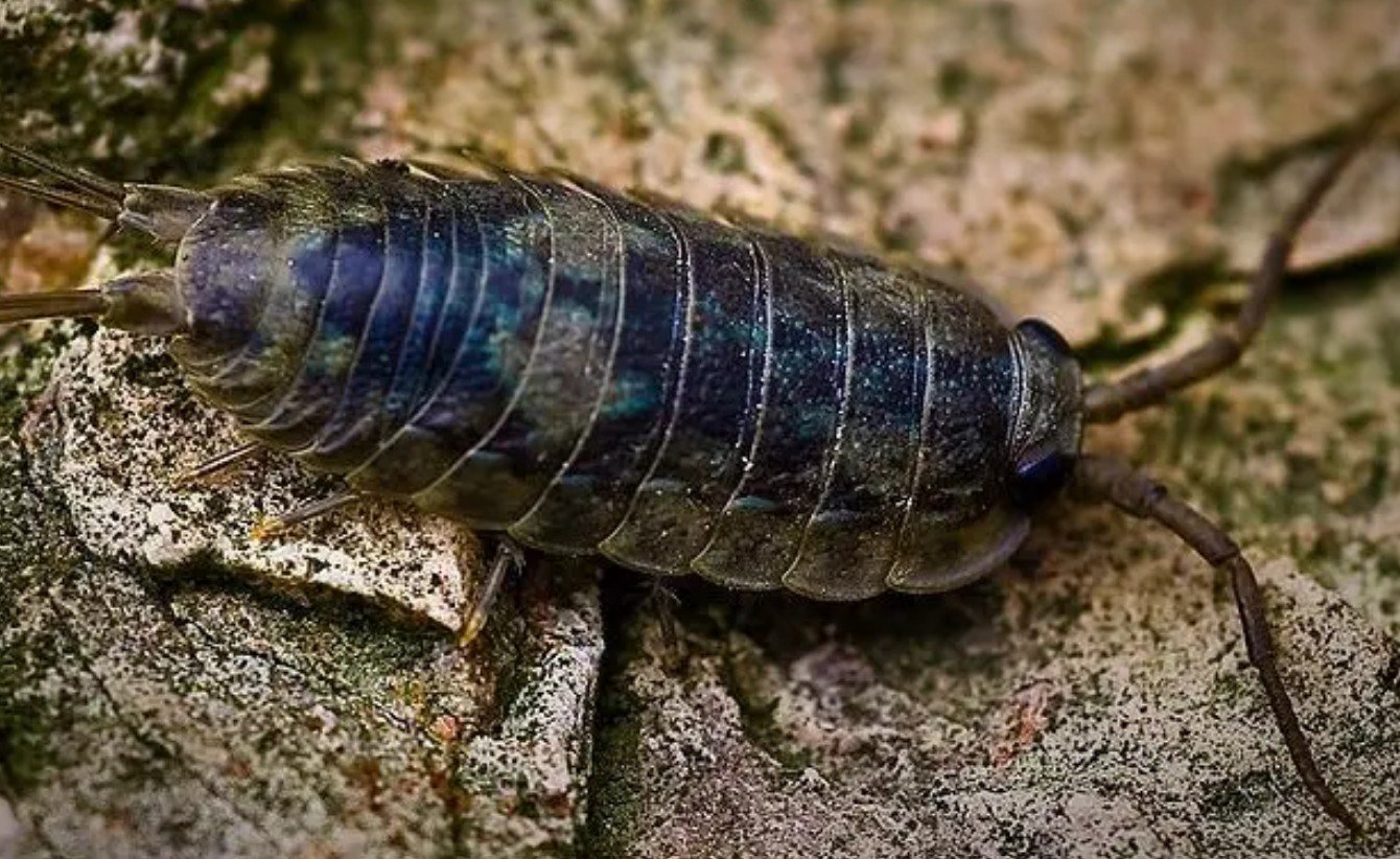 Amazing Facts About Sea Roaches