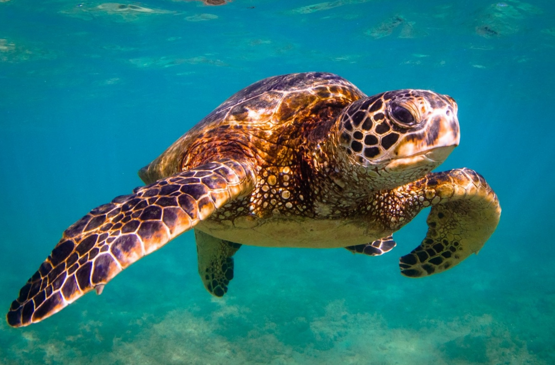 Amazing Facts About Sea Turtle
