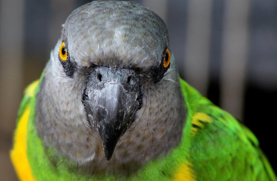 Amazing Facts About Senegal Parrots