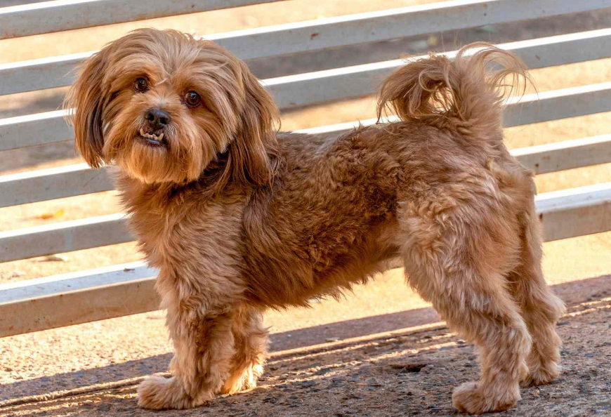 Amazing Facts About Shih Poo