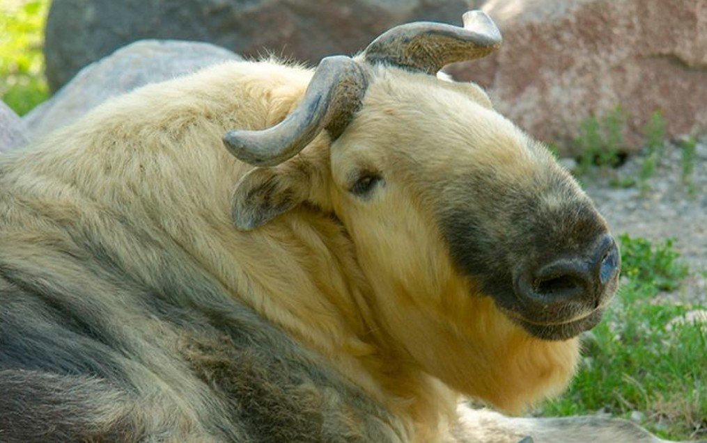 Amazing Facts About Sichuan Takin