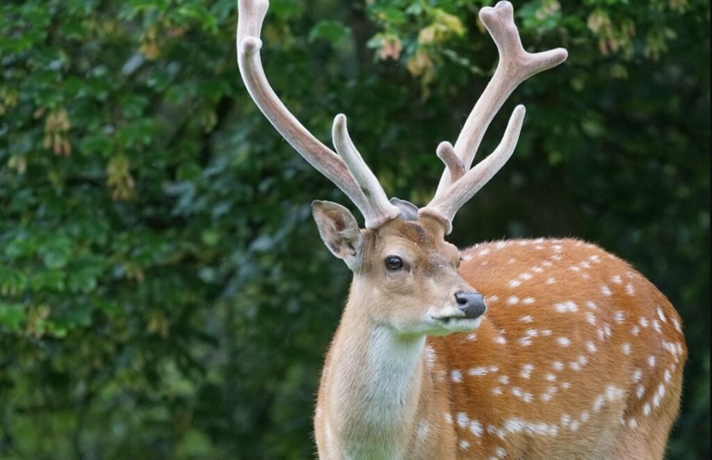 Amazing Facts About Sika Deer