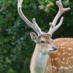 Amazing Facts About Sika Deer