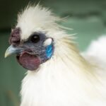 Amazing Facts About Silkie Chicken