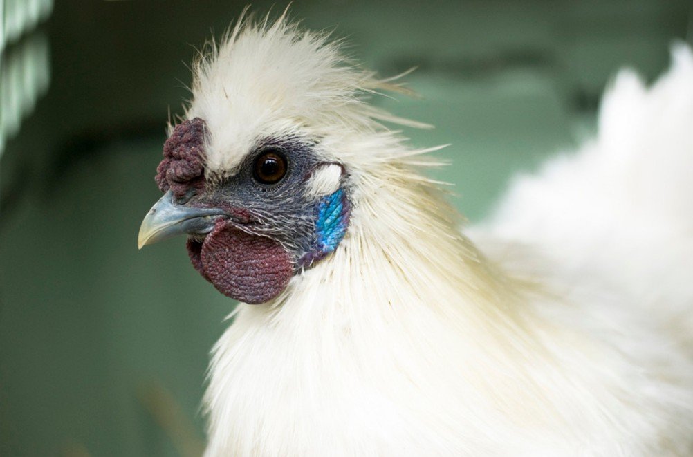 Amazing Facts About Silkie Chicken