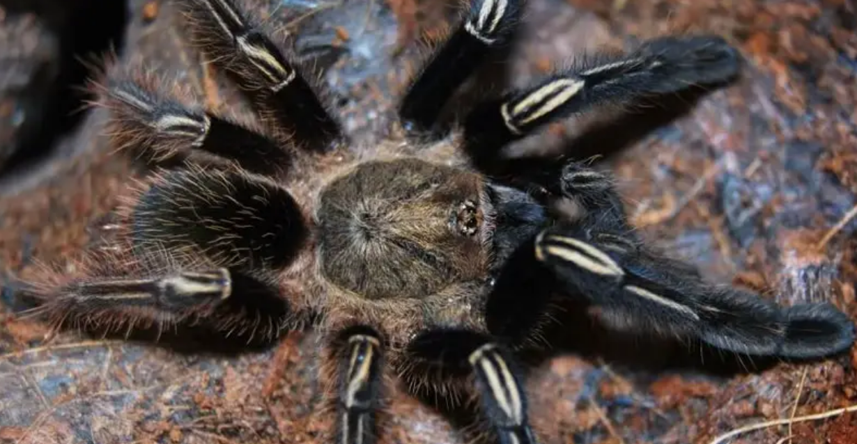 Amazing Facts About Skeleton Tarantula