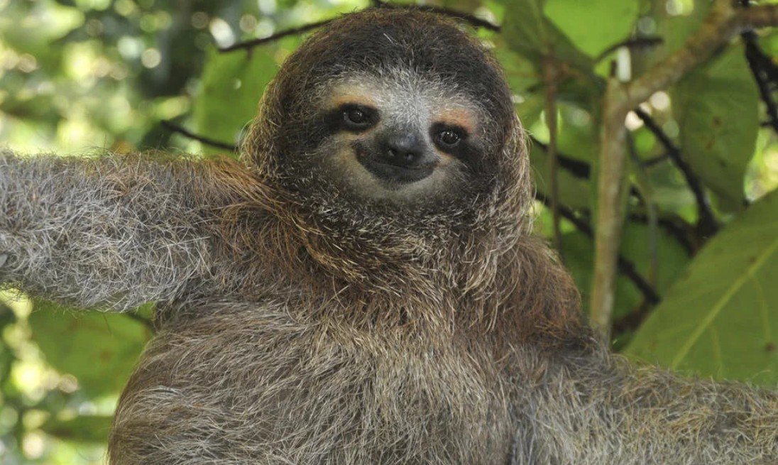 Amazing Facts About Sloth