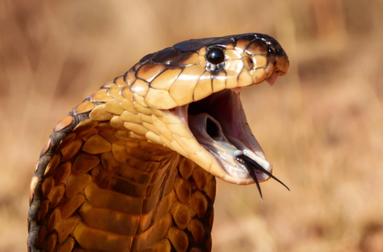Amazing Facts About Snouted Cobras